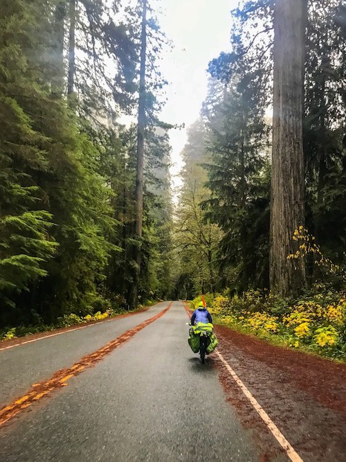 Ciclista en una carretera flanqueada por árboles altos