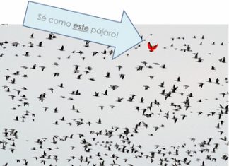 Colaboración con agencias de traducción Pájaro rojo entre pájaros negros