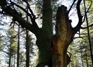 La traductora errante Bosque en Luxemburgo