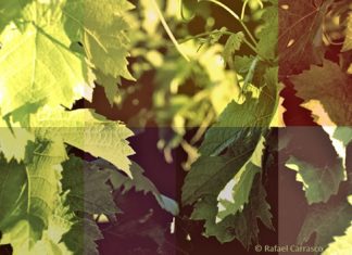 La lengua del vino (I)