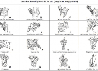 Enología y procesos químicos (II): ciclo biológico y ciclo de cultivo de la vid