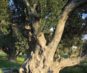 Le quarantième parallèle, un sentier oléicole cosmopolite Olivier