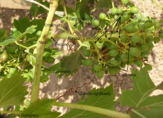 Enología y procesos químicos: la viña y la uva