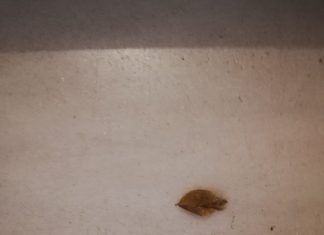 La mirada oblicua Hoja de otoño sobre un fondo blanco.