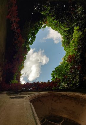 El cielo visto por un hueco entre plantas