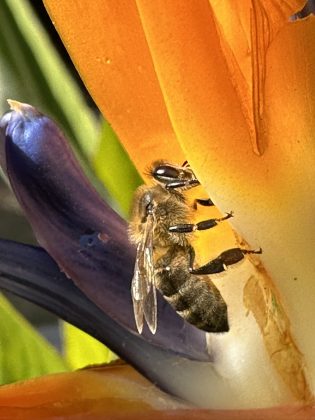 Una abeja en una flor.
