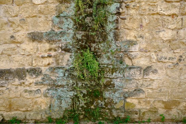Muro con vegetaci&oacute;n