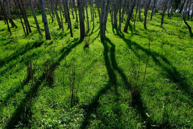 Hierba y &aacute;rboles