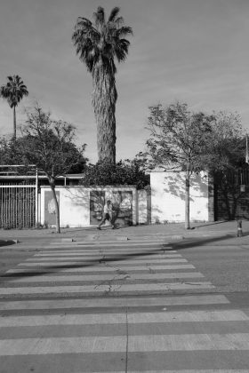 Calle con una palmera al fondo.