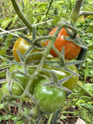 Mata de tomates con distinto punto de maduración.